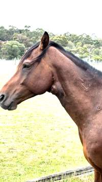 Neglected and injured horses - Screenshot from footage