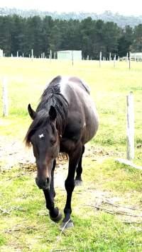 Neglected and injured horses - Screenshot from footage