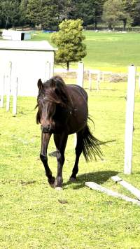 Neglected and injured horses - Screenshot from footage