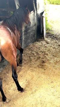Neglected and injured horses - Screenshot from footage