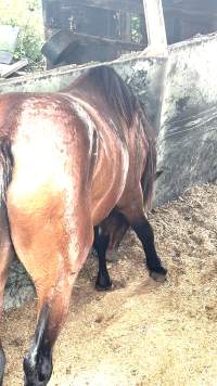 Neglected and injured horses - Screenshot from footage