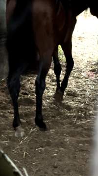 Neglected and injured horses - Screenshot from footage