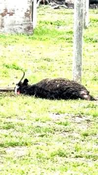 Neglected and injured horses - Screenshot from footage