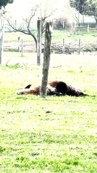 Neglected and injured horses - Screenshot from footage