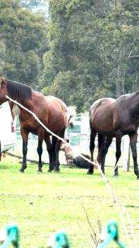 Neglected and injured horses - Screenshot from footage