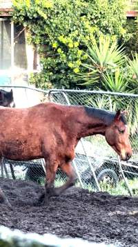 Neglected and injured horses - Screenshot from footage