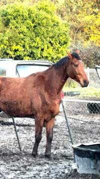 Neglected and injured horses - Screenshot from footage