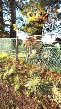 Neglected and injured horses - Screenshot from footage