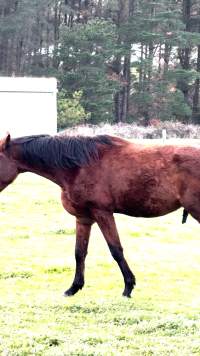Neglected and injured horses - Screenshot from footage