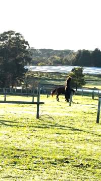 Neglected and injured horses - Screenshot from footage