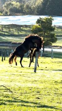 Neglected and injured horses - Screenshot from footage