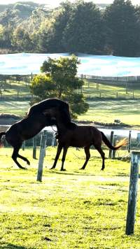 Neglected and injured horses - Screenshot from footage