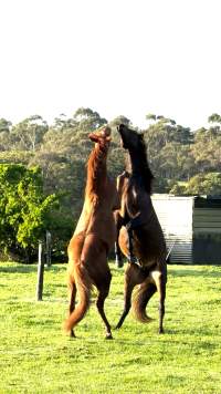 Neglected and injured horses - Screenshot from footage