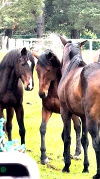 Neglected and injured horses - Screenshot from footage