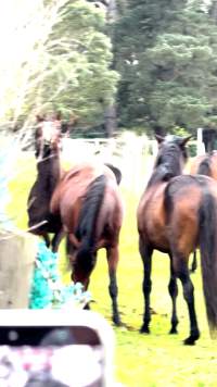 Neglected and injured horses - Screenshot from footage