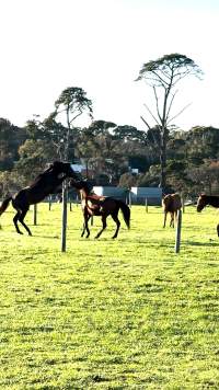 Neglected and injured horses - Screenshot from footage