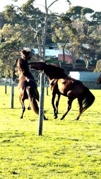 Neglected and injured horses - Screenshot from footage