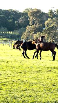 Neglected and injured horses - Screenshot from footage