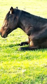 Neglected and injured horses - Screenshot from footage