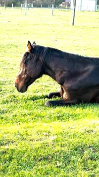 Neglected and injured horses - Screenshot from footage