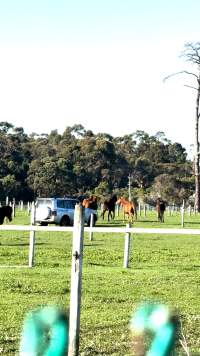 Neglected and injured horses - Screenshot from footage