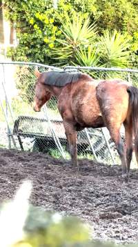 Neglected and injured horses - Screenshot from footage