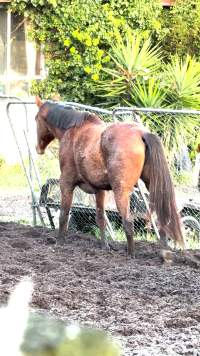 Neglected and injured horses - Screenshot from footage
