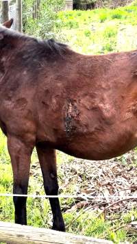 Neglected and injured horses - Screenshot from footage