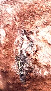 Neglected and injured horses - Screenshot from footage