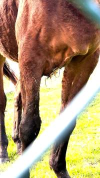 Neglected and injured horses - Screenshot from footage