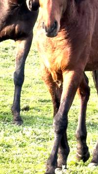 Neglected and injured horses - Screenshot from footage