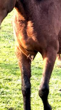 Neglected and injured horses - Screenshot from footage