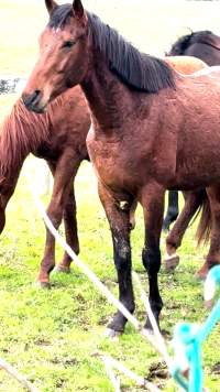 Neglected and injured horses - Screenshot from footage