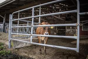 Springhouse Creamery - Captured at Springhouse Dairy, Newton NJ United States.
