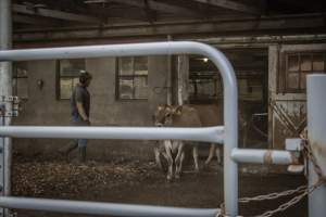 Springhouse Creamery - Captured at Springhouse Dairy, Newton NJ United States.