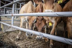 Springhouse Creamery - Captured at Springhouse Dairy, Newton NJ United States.