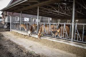 Springhouse Creamery - Captured at Springhouse Dairy, Newton NJ United States.