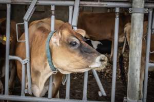Springhouse Creamery - Captured at Springhouse Dairy, Newton NJ United States.