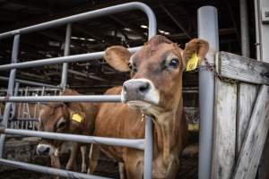 Springhouse Creamery - Captured at Springhouse Dairy, Newton NJ United States.