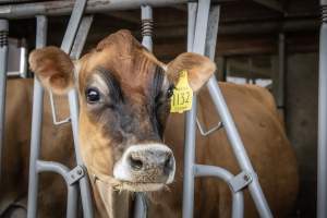 Springhouse Creamery - Captured at Springhouse Dairy, Newton NJ United States.