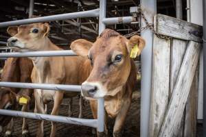 Springhouse Creamery - Captured at Springhouse Dairy, Newton NJ United States.