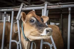 Springhouse Creamery - Captured at Springhouse Dairy, Newton NJ United States.