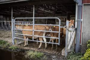 Springhouse Creamery - Captured at Springhouse Dairy, Newton NJ United States.
