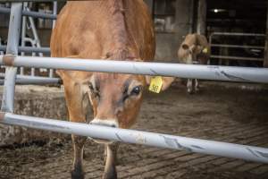 Springhouse Creamery - Captured at Springhouse Dairy, Newton NJ United States.