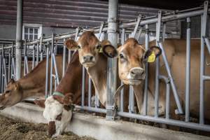 Springhouse Creamery - Captured at Springhouse Dairy, Newton NJ United States.