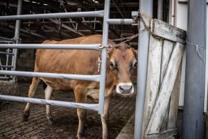 Springhouse Creamery - Captured at Springhouse Dairy, Newton NJ United States.