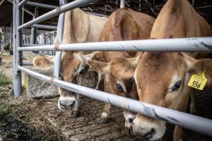 Springhouse Creamery - Captured at Springhouse Dairy, Newton NJ United States.