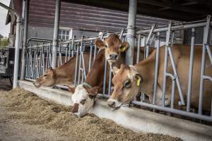 Springhouse Creamery - Captured at Springhouse Dairy, Newton NJ United States.