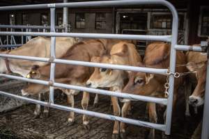 Springhouse Creamery - Captured at Springhouse Dairy, Newton NJ United States.