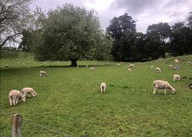 Captured at Cornwall Park, One Tree Hill Auckland New Zealand.